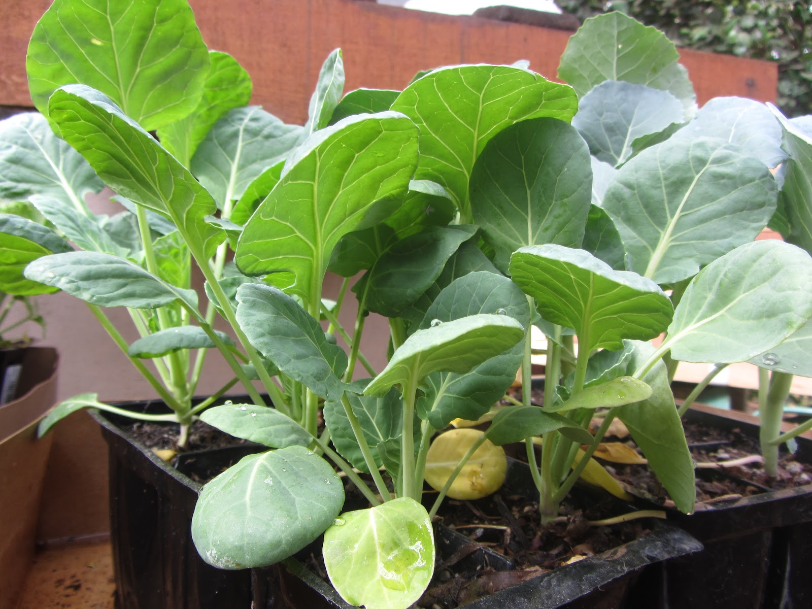 Quiltedtime Broccoli, Celery, & Brussel Sprouts